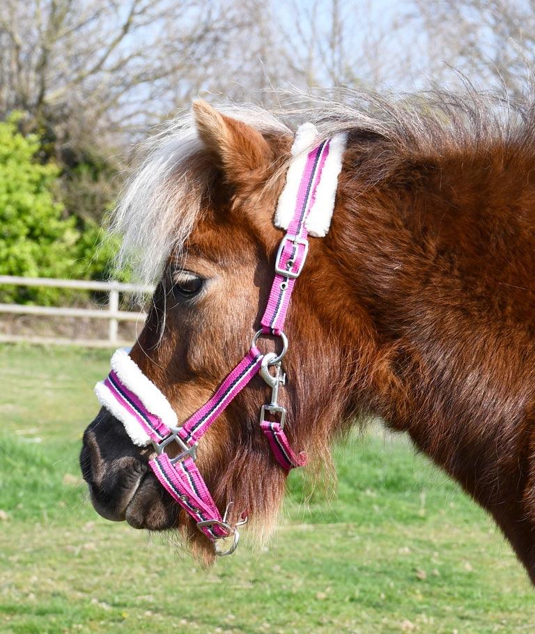 Rhinegold Licol Bright - SHOPHORSE